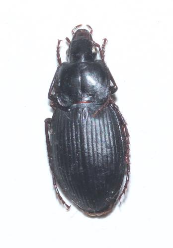 Calathus rotundatus